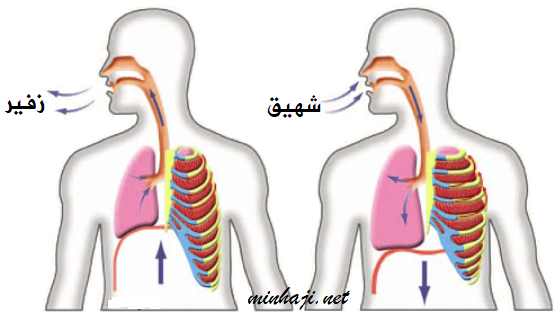 الحركات التنفسية